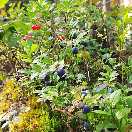 Апартаменты Mummon Moekki