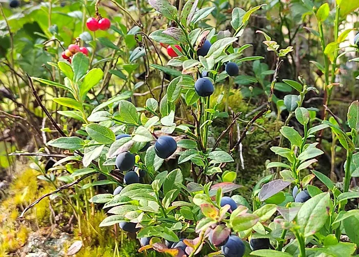 Lägenhet Mummon Moekki